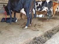 Vache, Bovins — photo 5