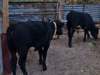 公牛, Aberdeen-Angus — 照片 3