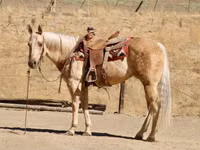 Kobila, Quarter Horse — fotografija 5