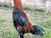 Chickens — 2. fotó