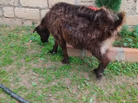 Koza, Kozy — zdjęcie 6