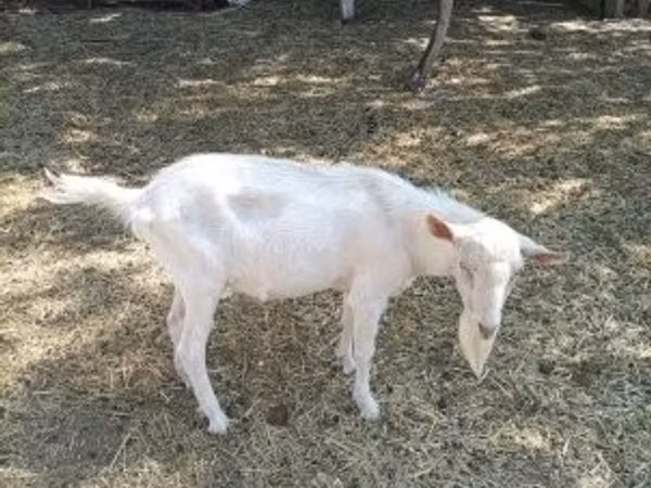 تيس, Saanen goat — هنغاريا