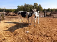 Bull, Russian Black pied cattle — photo 4