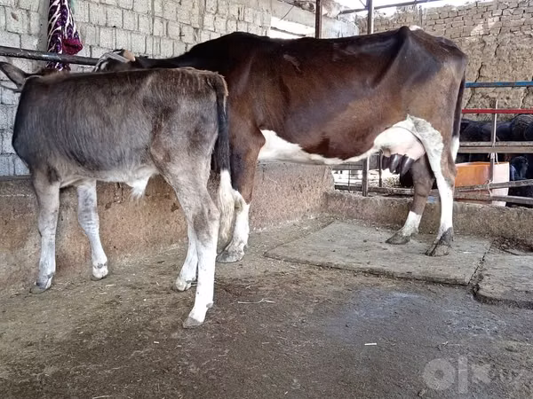 Cow, Simmental cattle