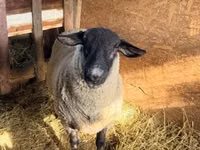 แกะตัวผู้, White Suffolk sheep — รูปภาพ 2