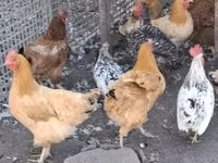 Chickens — ছবি 2