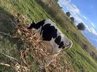Vacă, Rasa vacă — foto 4