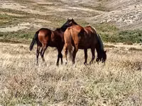 Mare, Horse breed — photo 2