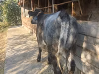گائے, بیلجیئم نیلا — تصویر 1
