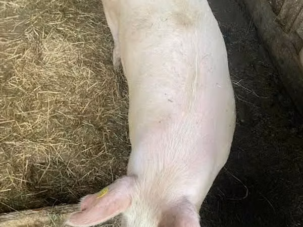 Sow, Pigs — Moldova