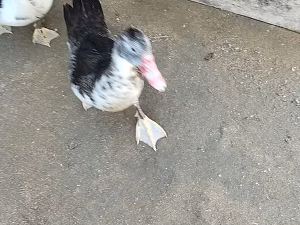 Domestic Muscovy — Azerbaijan