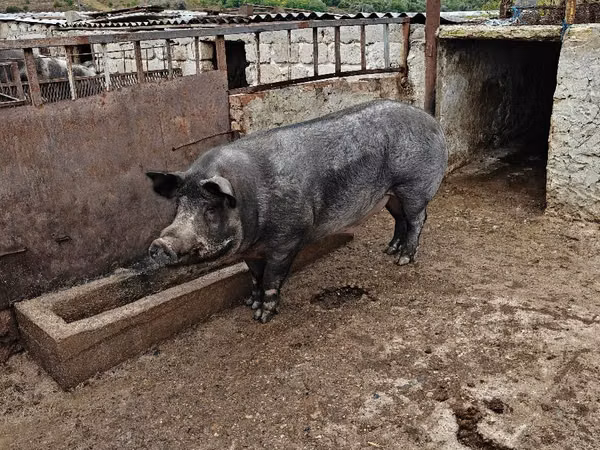 Boar, Pigs