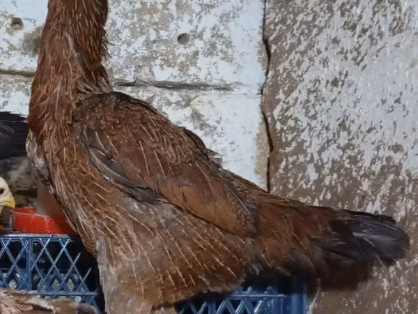 Chickens — Azerbaijan