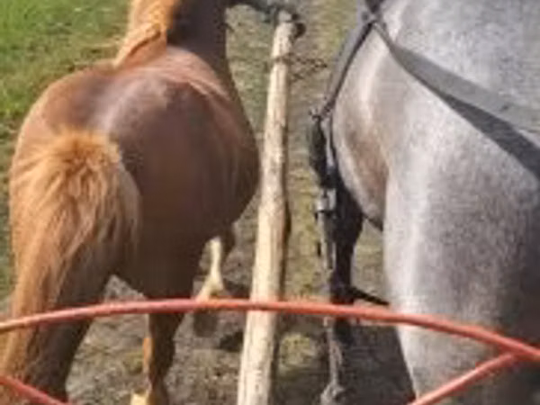 Mare, Horses — Hungary