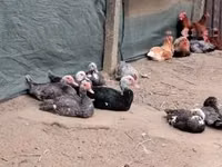 Ducks — foto 4