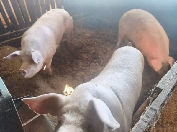 Pigs (batch, sex not specified), 