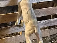 Қошқар, Ile-de-France sheep — 2-сурет