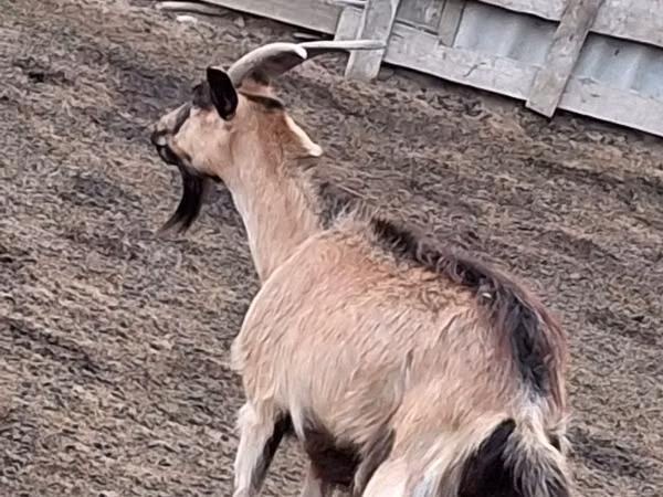 Goat, Goats — Moldova