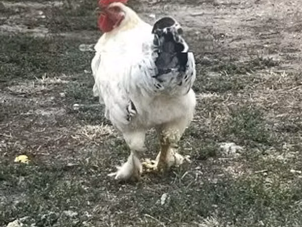 Brahma