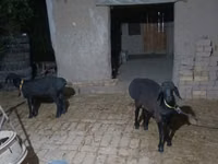 Bode, Cabras — foto 1