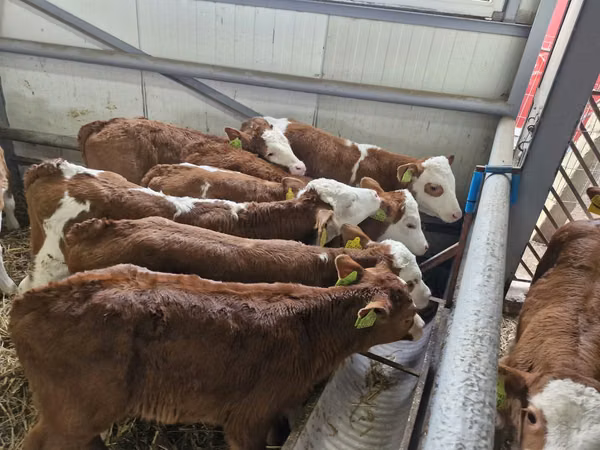 Cattle (batch, sex not specified), Simmental cattle — Poland