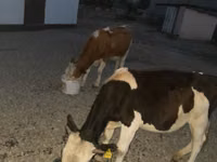 公牛, Swiss cattle — 照片 1