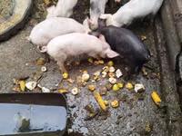 Babi hutan, Pigs — foto 2