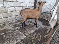 Echki, Italian Alpine goat — 4-rasm
