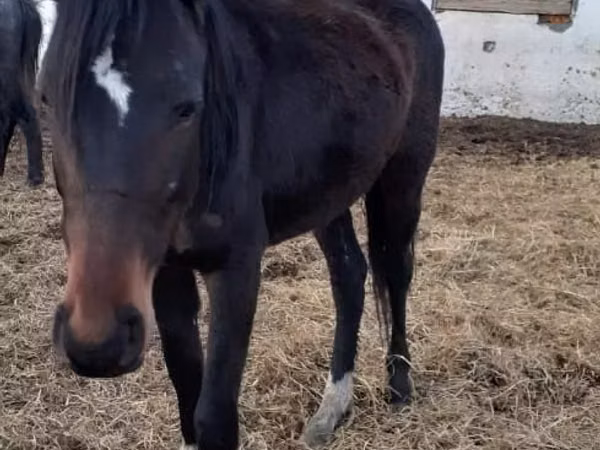 Mare, Horses — Kazakhstan