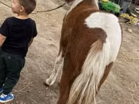 Kuda betina, Horses — foto 3
