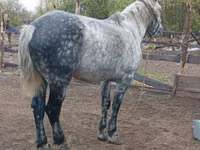 Horse (M), Percheron — photo 3