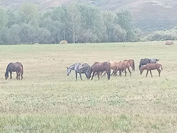 Mare, Horse breed — Kazakhstan
