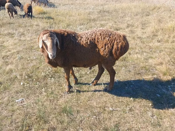 Sheep, Hissar sheep — Kazakhstan