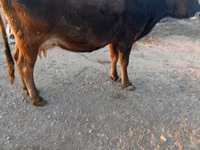 Vacă, Simmental cattle — foto 3