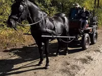 Horse (M), Nonius horse — photo 1
