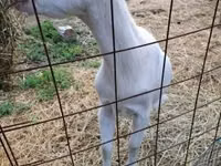 Koza, Saanen goat — zdjęcie 6