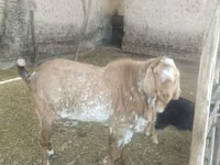 Caprone, Beetal goats — foto 2