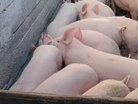 Sow, Pigs — photo 5