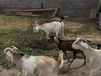 Koza, Beetal goats — foto 2