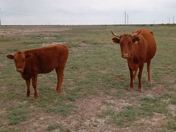 Cow, Latvian Blue cattle — Kazakhstan