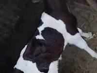 公牛, Cattle — 照片 2