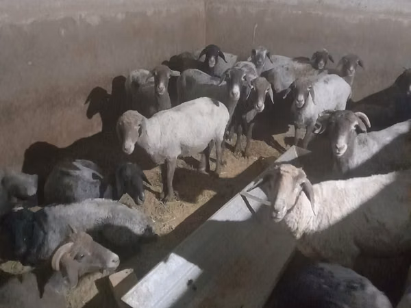 Ram, Sheep — Uzbekistan