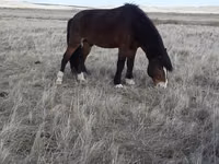 Horse (M), Kazakh horse — photo 2