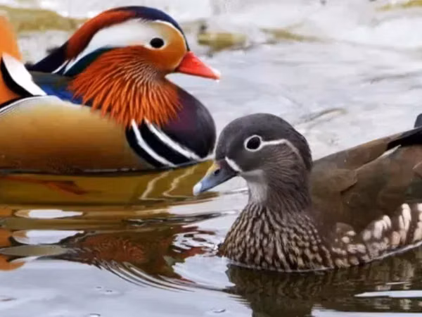 Ducks — Armenia