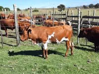 母牛, Nguni cattle — 照片 8