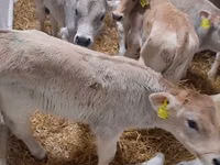 सांड, Simmental cattle — फ़ोटो 4