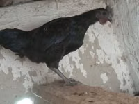 Այամ Չեմանի — լուսանկար 4
