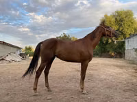 ሴት ፈረስ, Canadian horse breed — ፎቶ 1