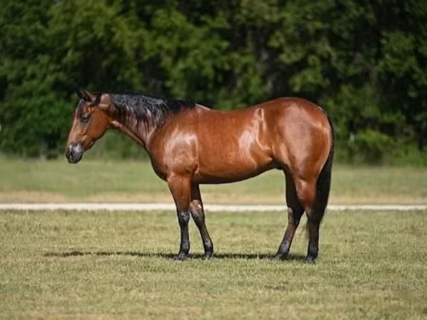 ცხენი, Quarter Horse
