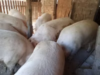 Sow — photo 3